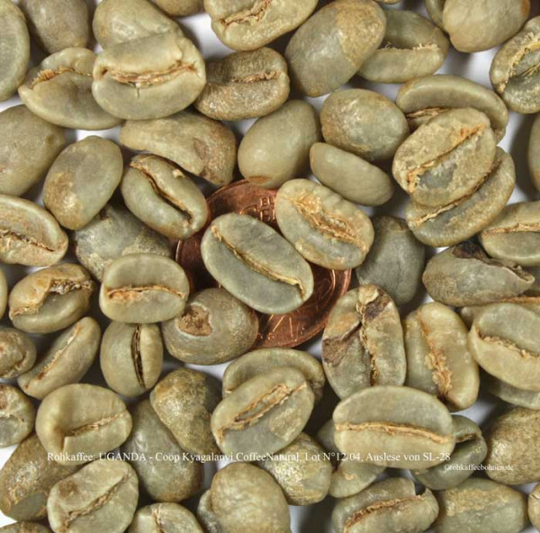 rohkaffee-uganda-coop-kyagalanyi-coffee-natural-lot-nr-12-auslese-sl28-rohkaffeebohnen-de